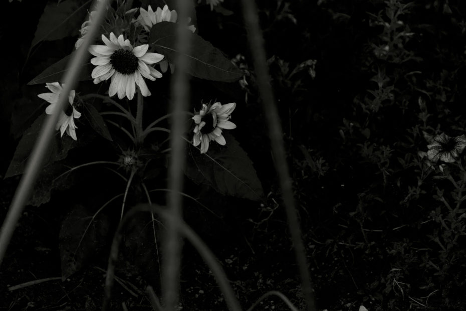 233/366 days photography season 9