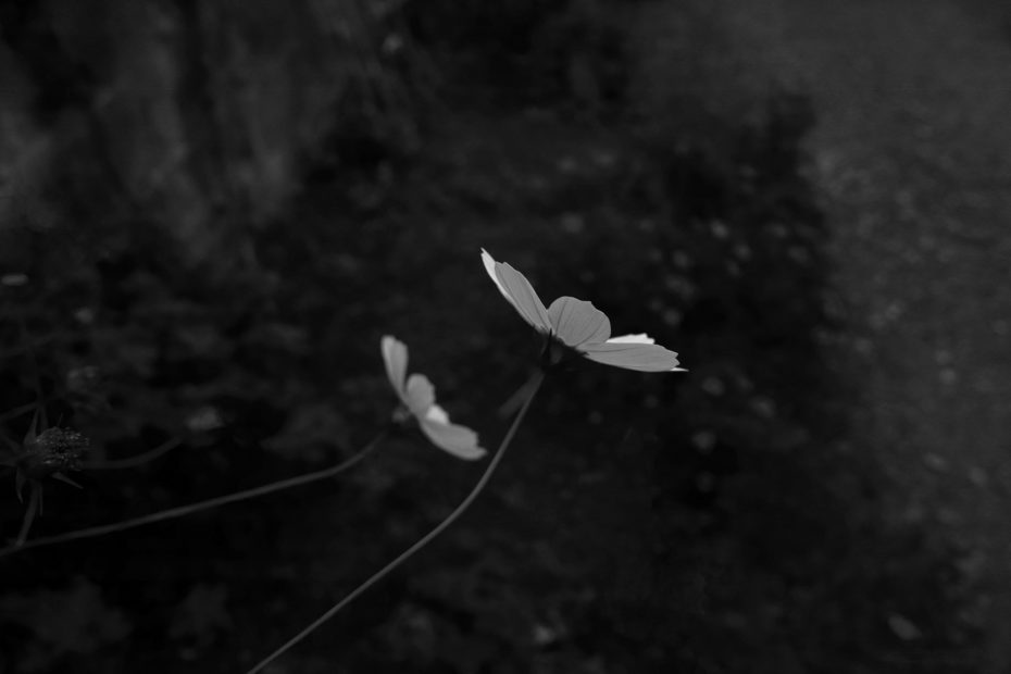 279/366 days photography season 9
