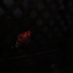 001/366 days photography season 10