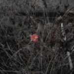 014/366 days photography season 10