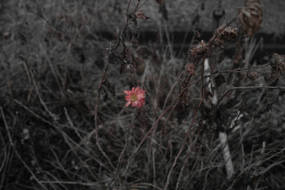 014/366 days photography season 10