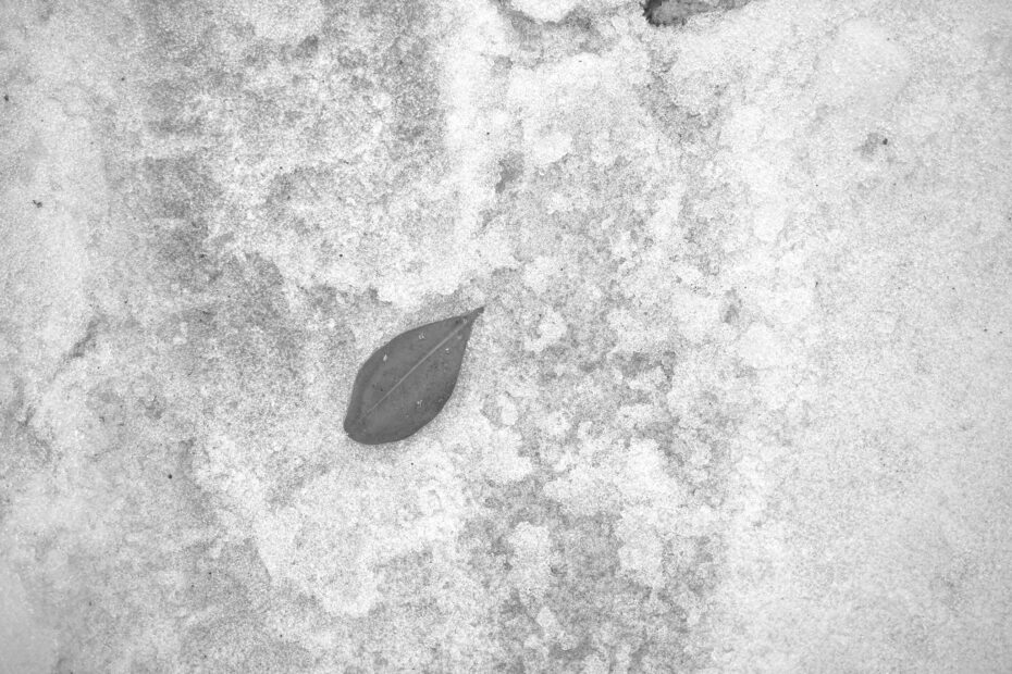 035/366 days photography season 10