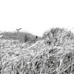 071/366 days photography season 10
