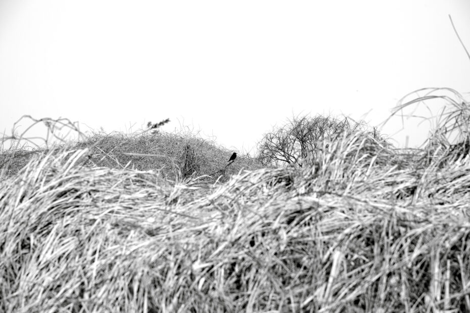 071/366 days photography season 10