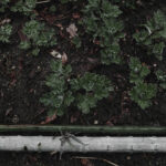 077/366 days photography season 10