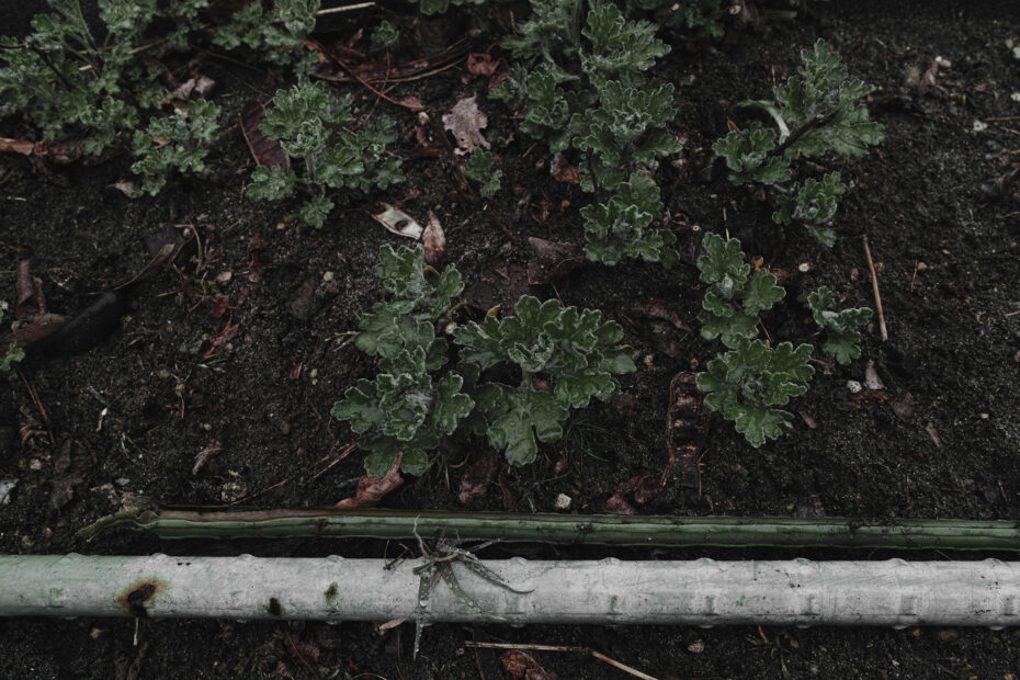 077/366 days photography season 10