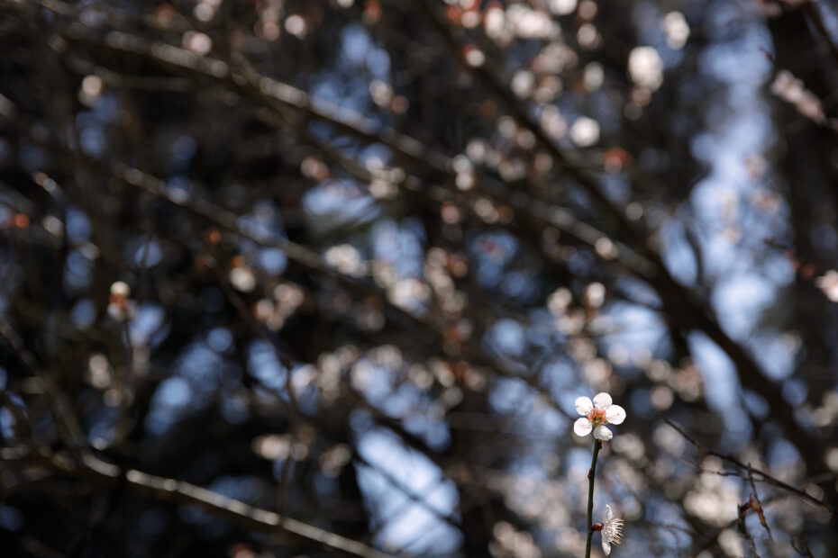078/366 days photography season 10