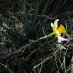 084/366 days photography season 10