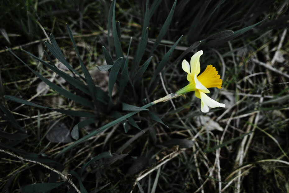 084/366 days photography season 10