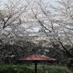 091/366 days photography season 10