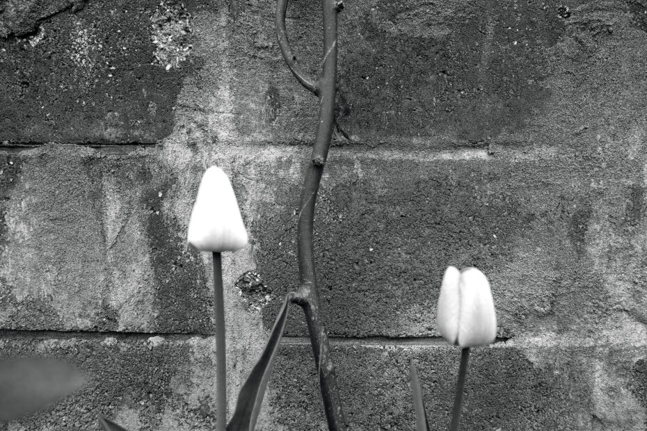 096/366 days photography season 10