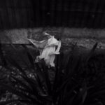 105/366 days photography season 10