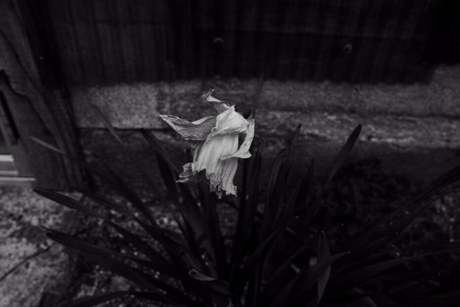 105/366 days photography season 10