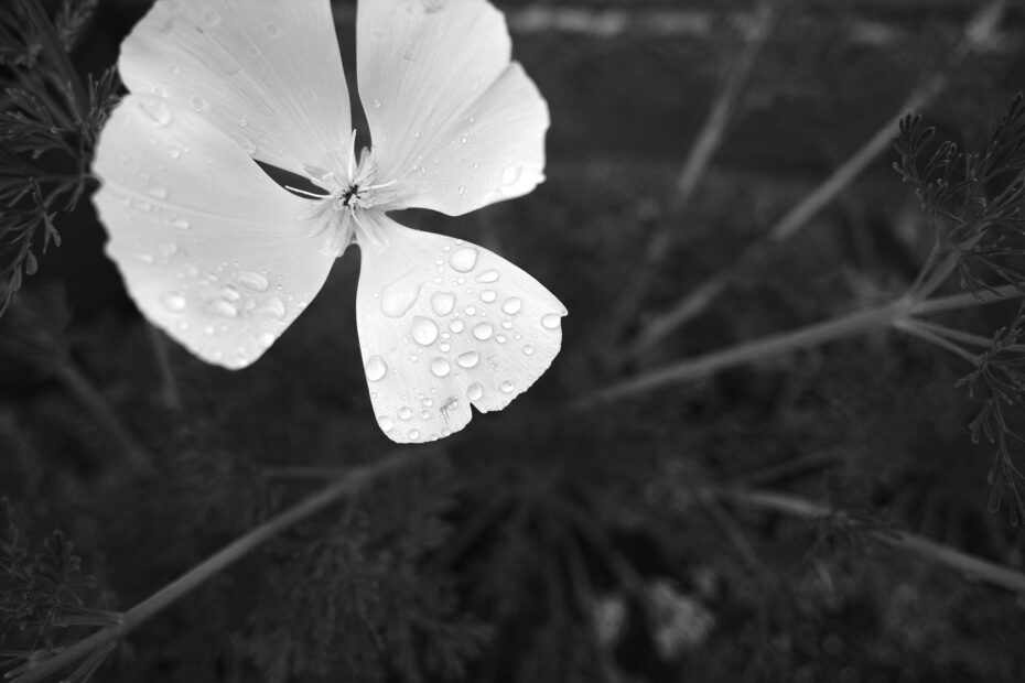 126/366 days photography season 10