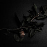 127/366 days photography season 10
