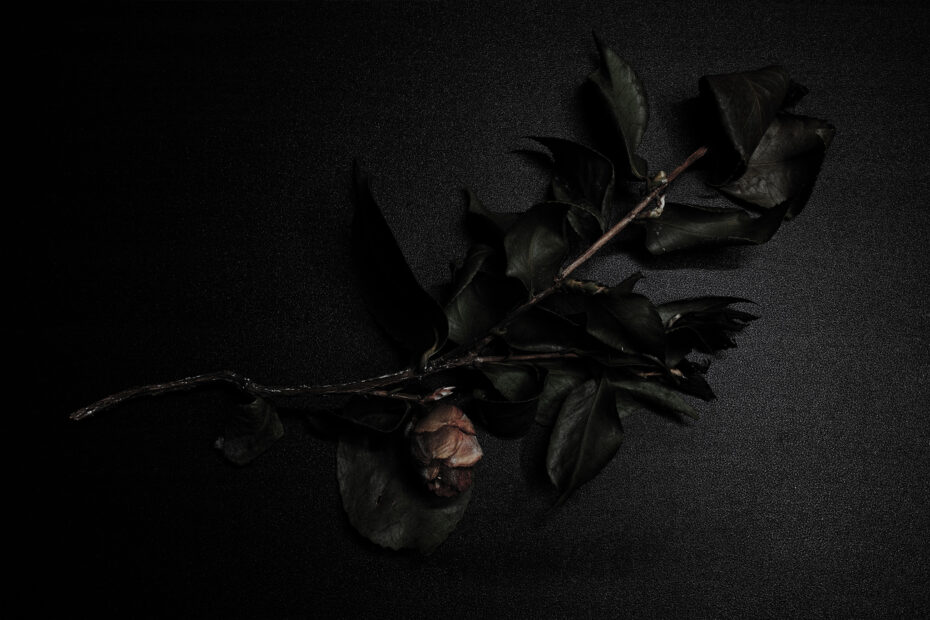 127/366 days photography season 10