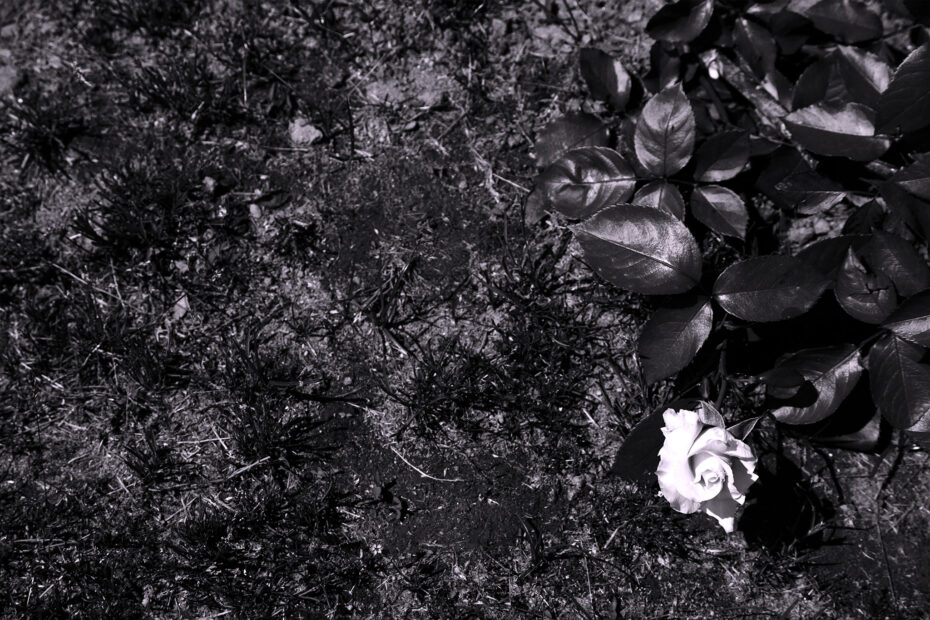 140/366 days photography season 10