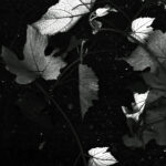 145/366 days photography season 10