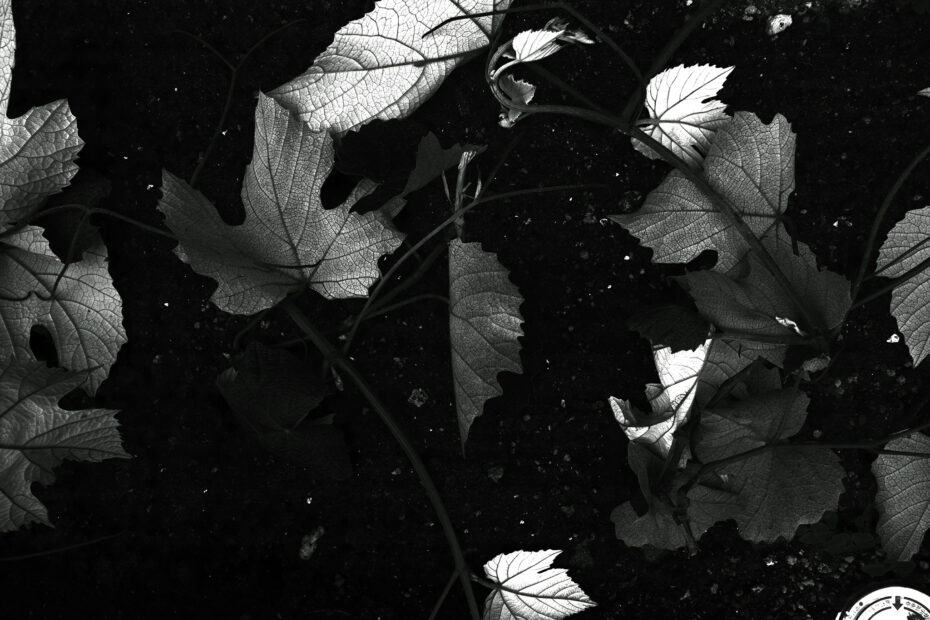 145/366 days photography season 10