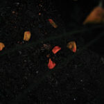 149/366 days photography season 10