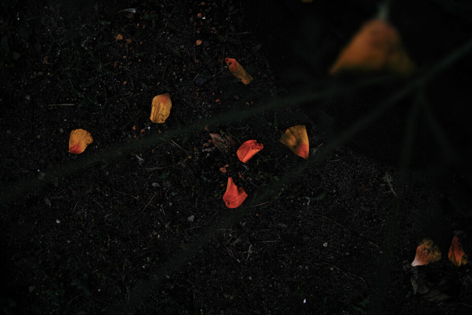 149/366 days photography season 10