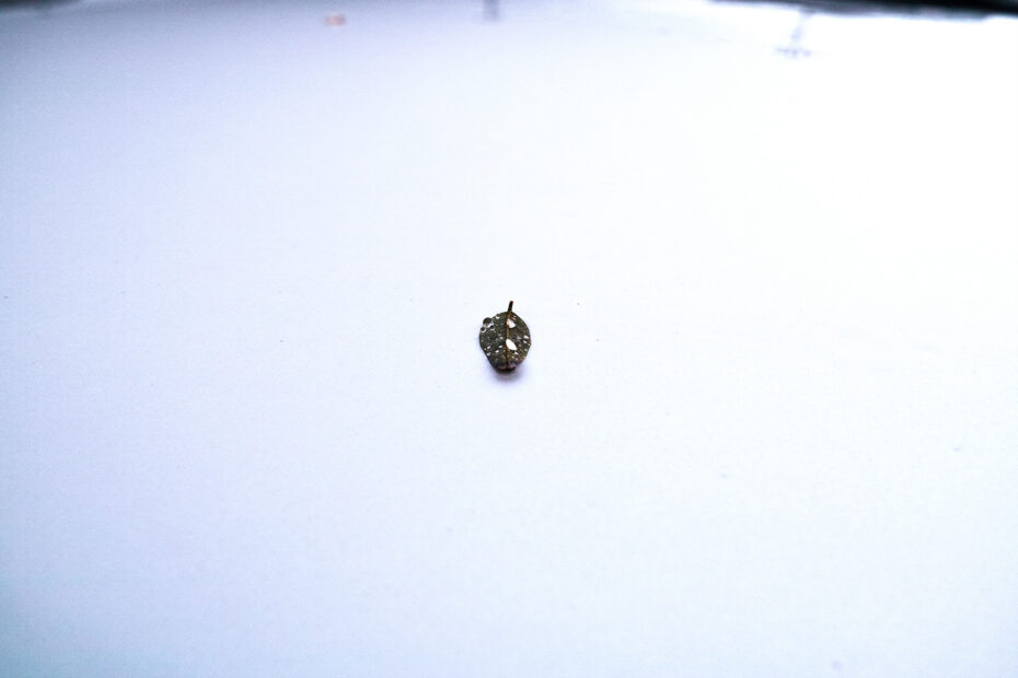 153/366 days photography season 10