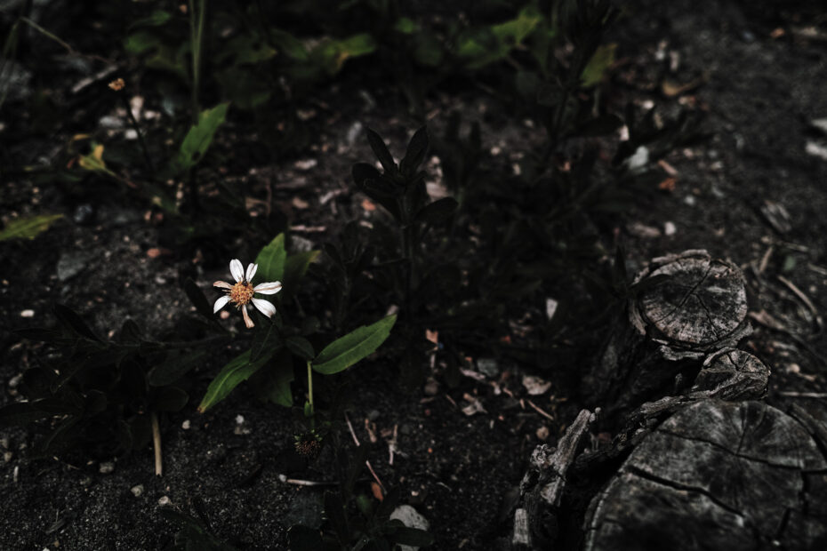 159/366 days photography season 10