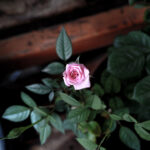 162/366 days photography season 10