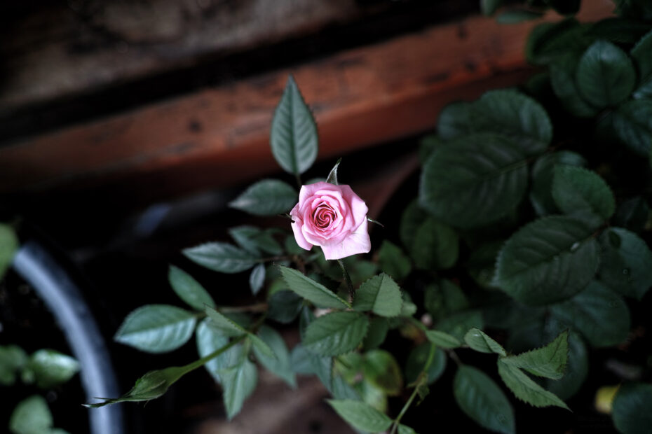 162/366 days photography season 10