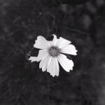 168/366 days photography season 10