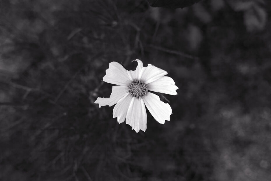 168/366 days photography season 10