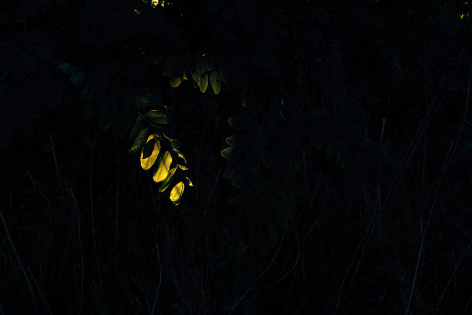 170/366 days photography season 10