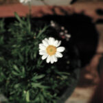 175/366 days photography season 10
