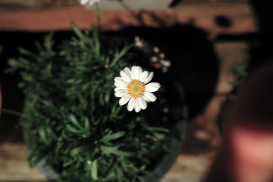 175/366 days photography season 10