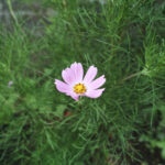 178/366 days photography season 10