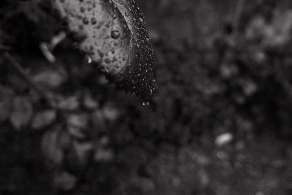 179/366 days photography season 10