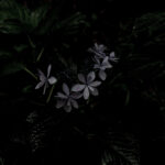 189/366 days photography season 10