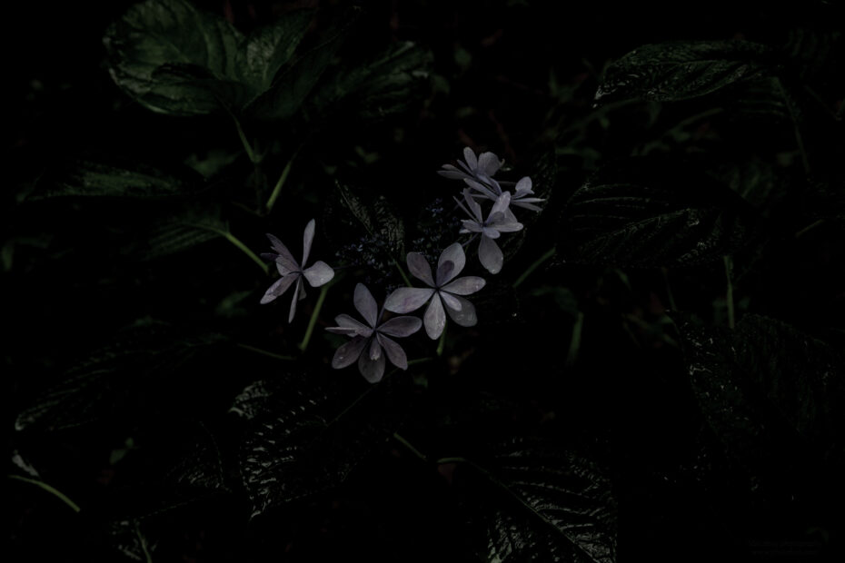 189/366 days photography season 10