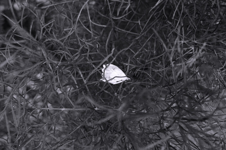 190/366 days photography season 10