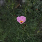192/366 days photography season 10