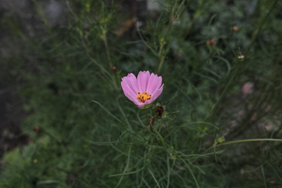 192/366 days photography season 10