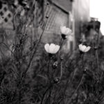 201/366 days photography season 10