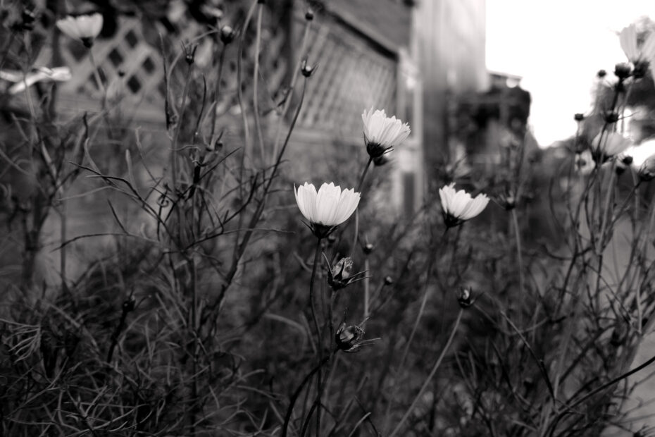 201/366 days photography season 10
