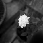 226/366 days photography season 10