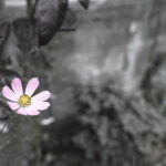 273/366 days photography season 10