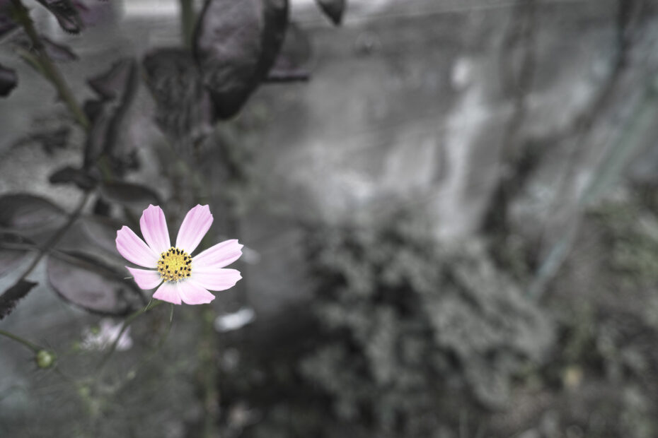 273/366 days photography season 10