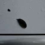 276/366 days photography season 10