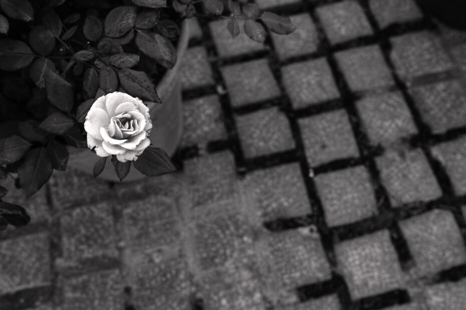 281/366 days photography season 10