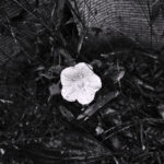 288/366 days photography season 10