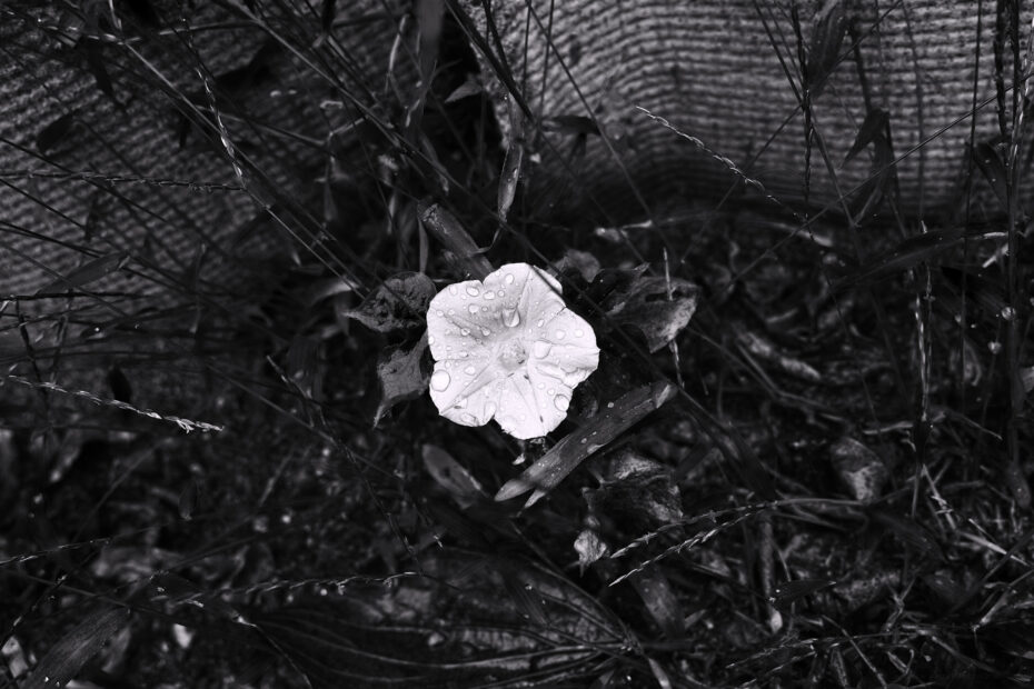 288/366 days photography season 10